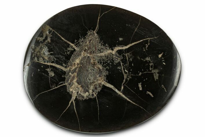 Polished Fish Coprolite (Fossil Poo) Nodule Half - Scotland #355228